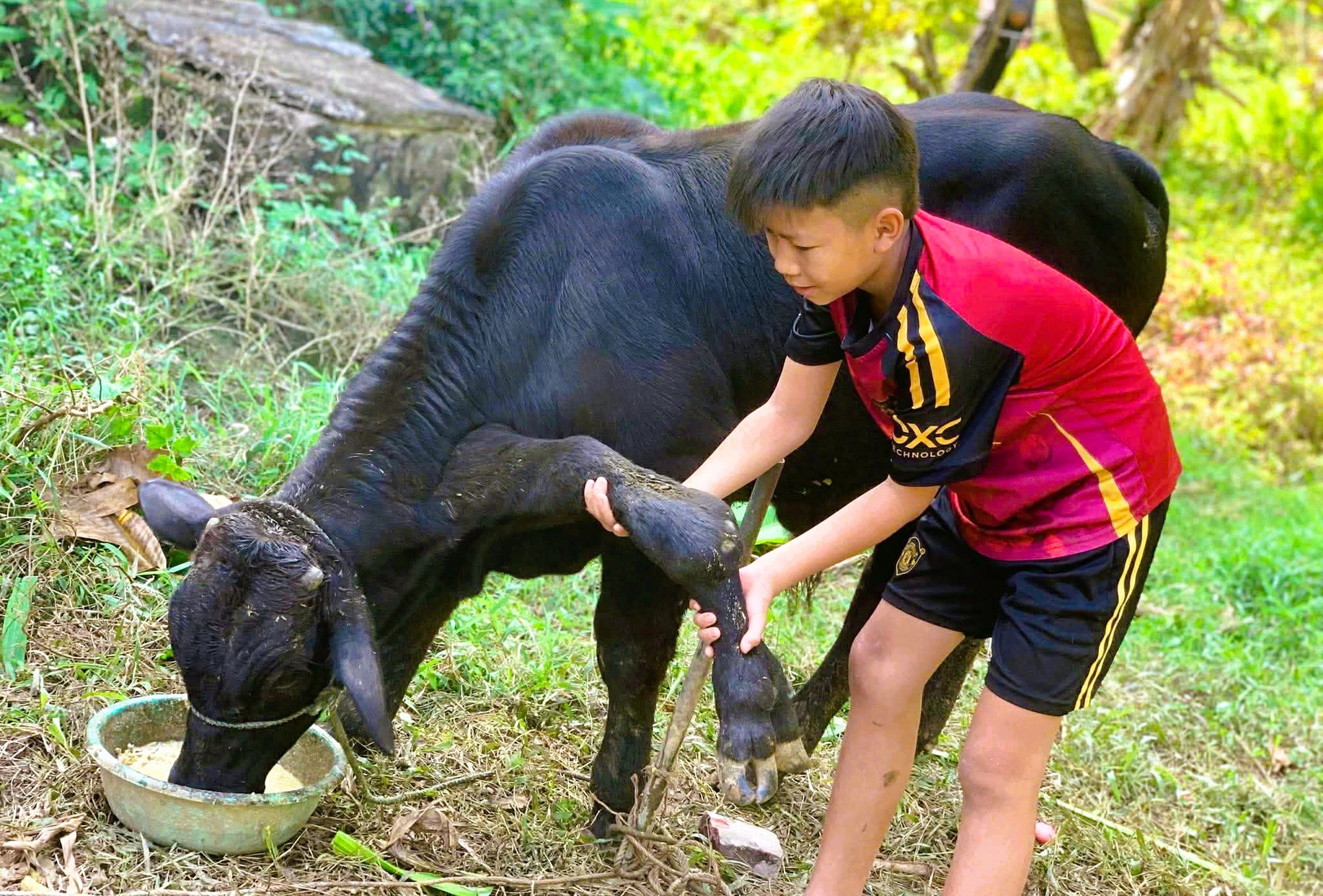 Bò có 6 chân ở Thanh Hóa gây xôn xao cộng đồng - Ảnh 1. Bò có 6 chân ở Thanh Hóa gây xôn xao cộng đồng - Ảnh 1.