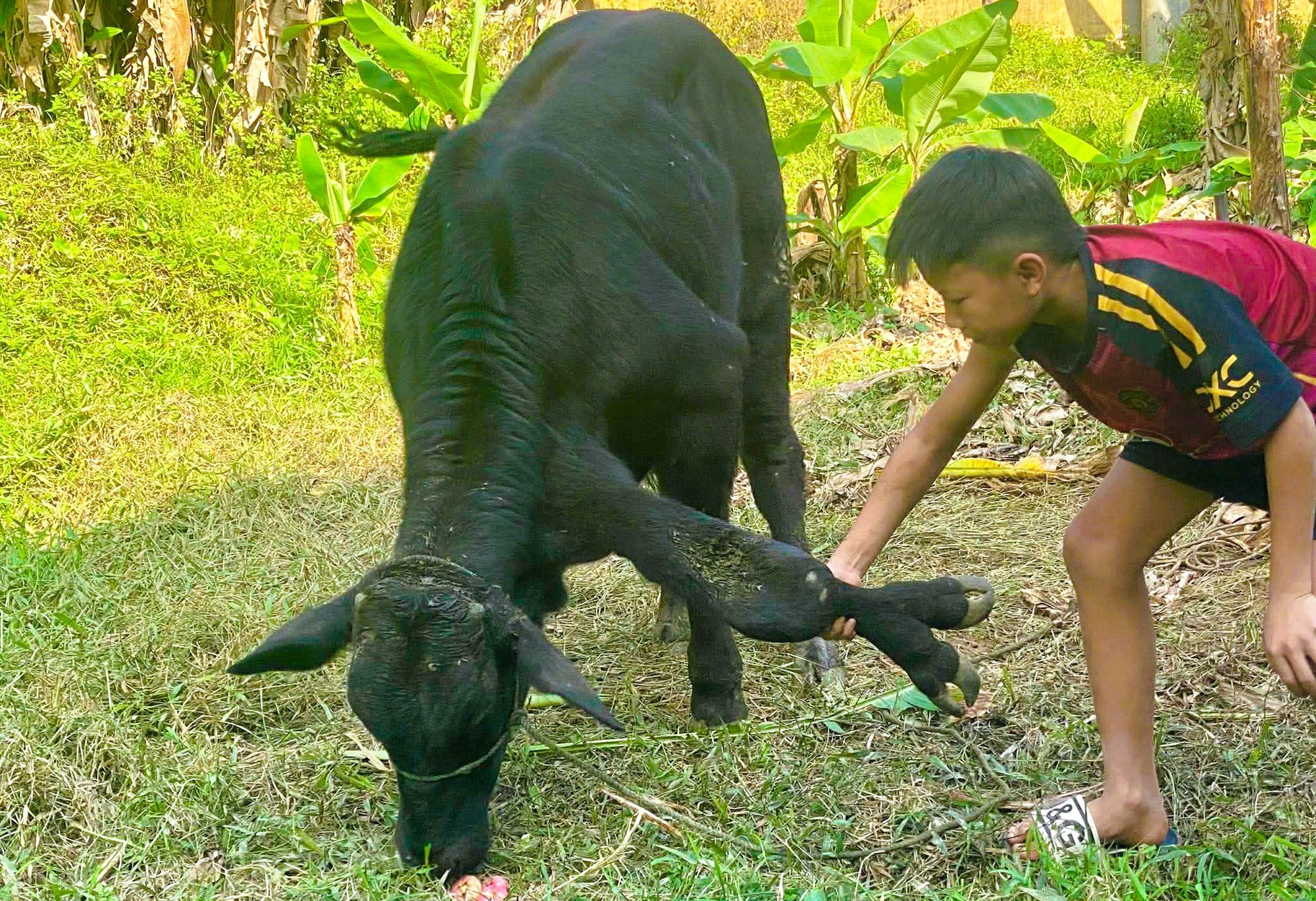 Bò có 6 chân ở Thanh Hóa gây xôn xao cộng đồng - Ảnh 2. Bò có 6 chân ở Thanh Hóa gây xôn xao cộng đồng - Ảnh 2.
