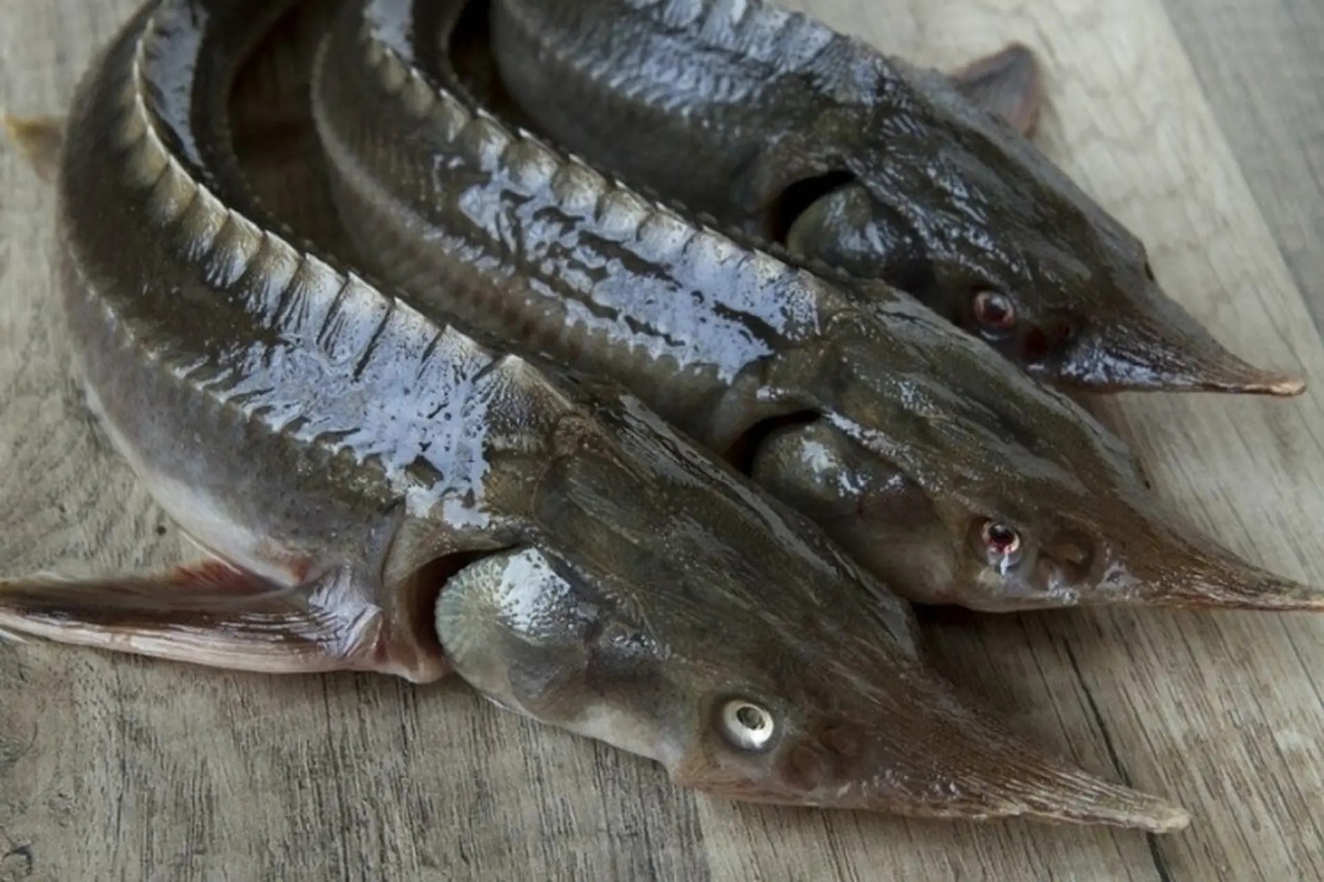 12 loại cá bổ ngang nhân sâm tổ yến, ngọt thịt, ít xương dăm, chợ Việt bán từ 40.000 đồng/kg- Ảnh 4. 12 loại cá bổ ngang nhân sâm tổ yến, ngọt thịt, ít xương dăm, chợ Việt bán từ 40.000 đồng/kg- Ảnh 4.