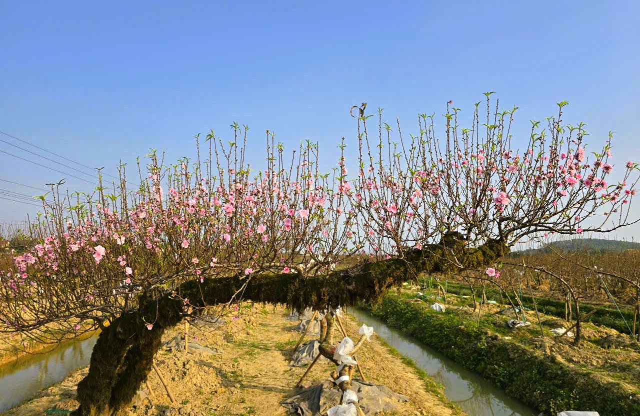 Hoa đ&agrave;o nở rộ, người trồng đ&agrave;o lo mất Tết - Ảnh 2.