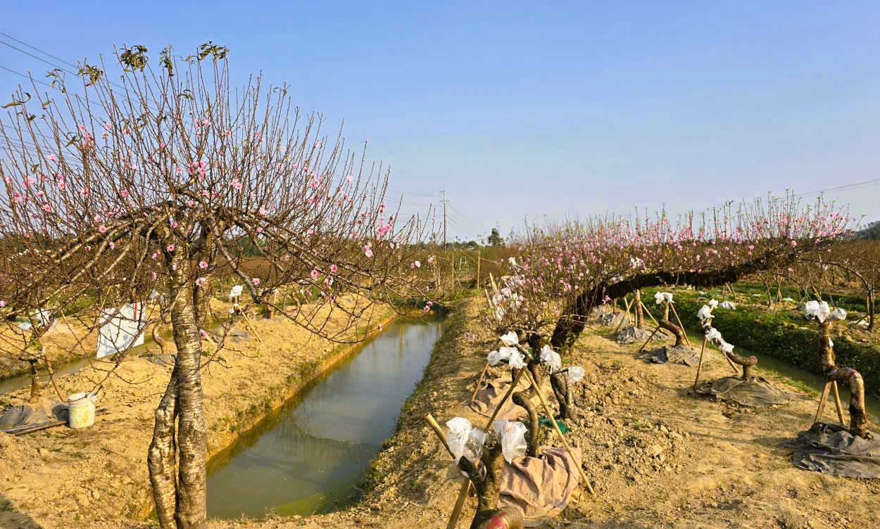 Hoa đ&agrave;o nở rộ, người trồng đ&agrave;o lo mất Tết - Ảnh 9.