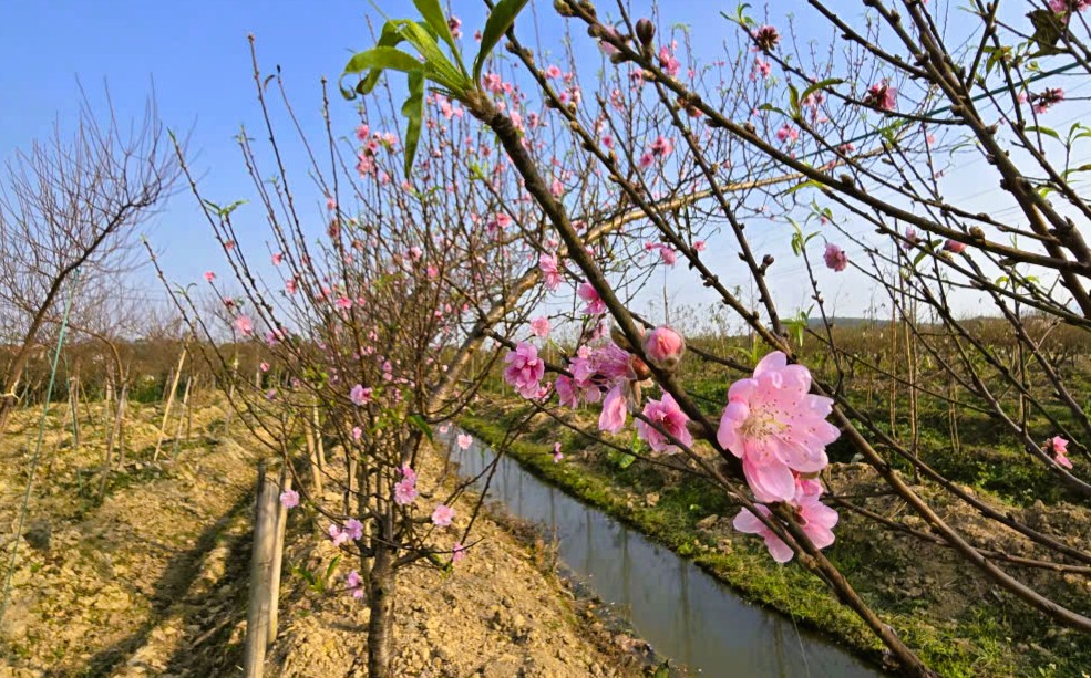 Hoa đ&agrave;o nở rộ, người trồng đ&agrave;o lo mất Tết - Ảnh 17.