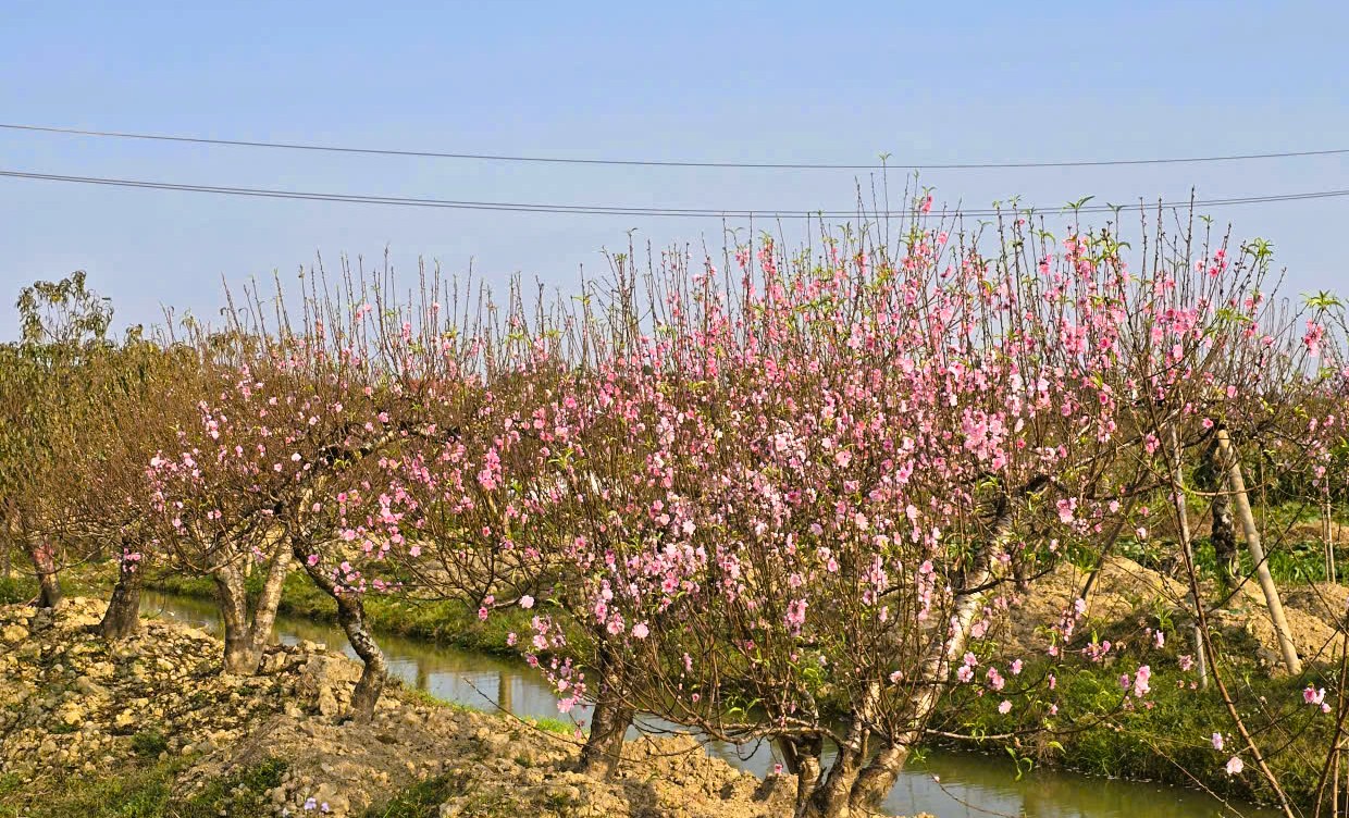 Hoa đ&agrave;o nở rộ, người trồng đ&agrave;o lo mất Tết - Ảnh 1.