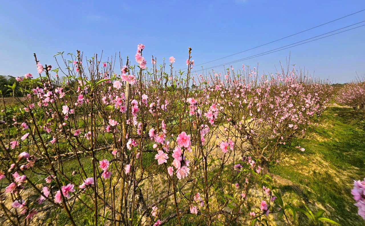 Hoa đ&agrave;o nở rộ, người trồng đ&agrave;o lo mất Tết - Ảnh 3.