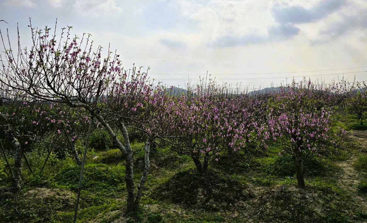 Hoa đ&agrave;o nở rộ, người trồng đ&agrave;o lo mất Tết - Ảnh 5.