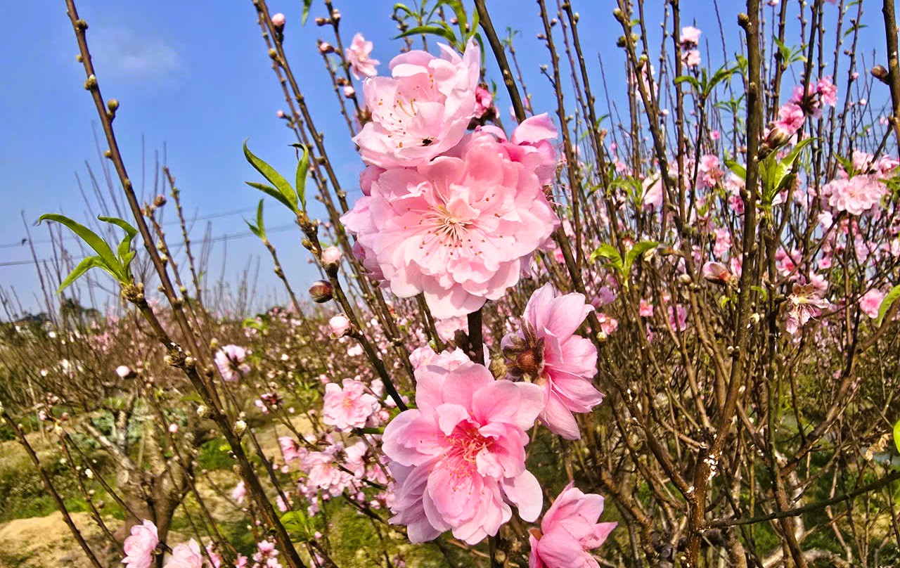 Hoa đ&agrave;o nở rộ, người trồng đ&agrave;o lo mất Tết - Ảnh 16.