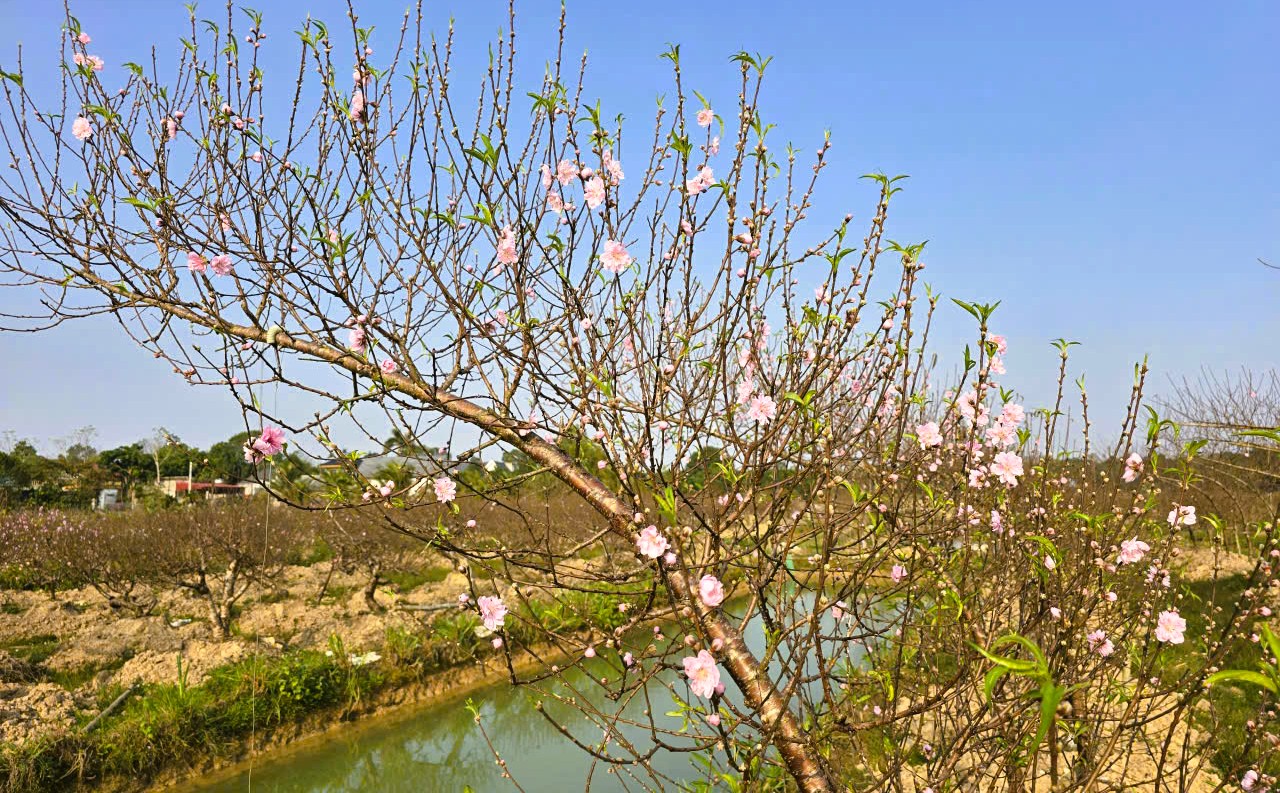 Hoa đ&agrave;o nở rộ, người trồng đ&agrave;o lo mất Tết - Ảnh 15.