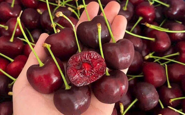 cherry-my-1-1768989336748941489956-0-0-471-754-crop-1769357636005419720689.jpg