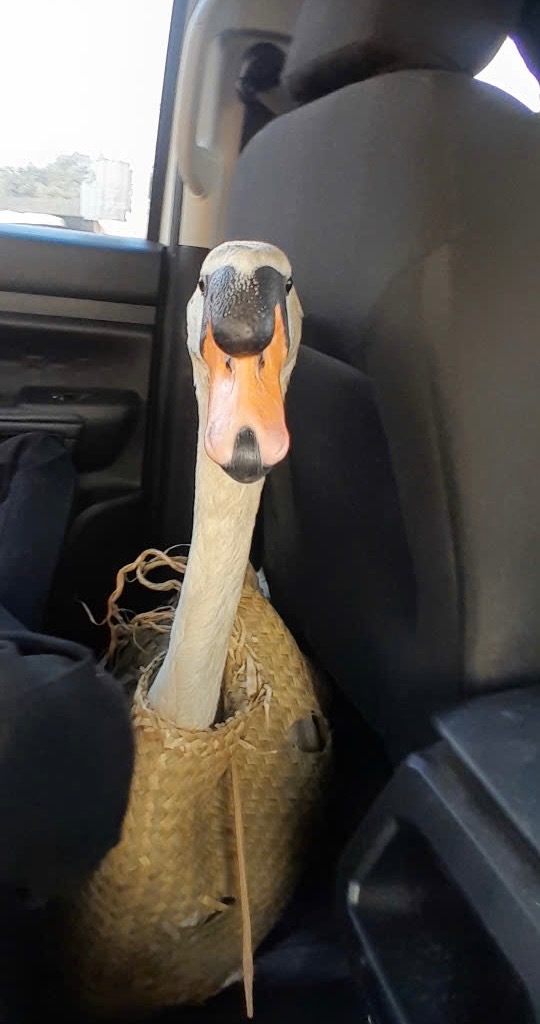 Giải cứu thiên nga trắng trị giá 60 triệu ở Thảo cầm viên Sài Gòn - Ảnh 2.