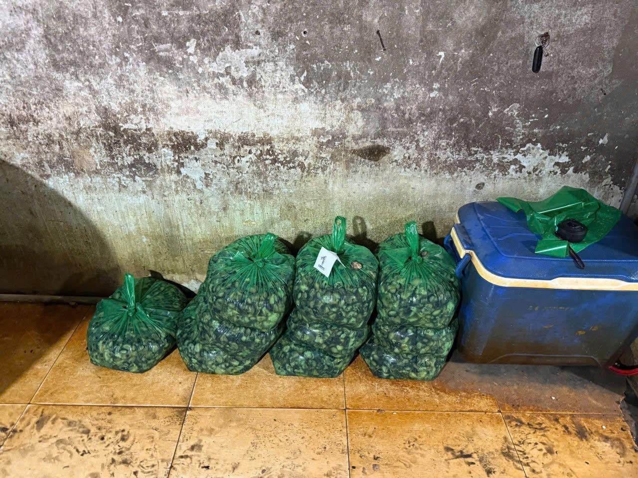 R&ugrave;ng m&igrave;nh ph&aacute;t hiện Cơ sở ng&acirc;m 3 . 000 Tấn thịt ốc bươu bằng h&oacute;a chất độc hại ở TP . HCM - Ảnh 6.