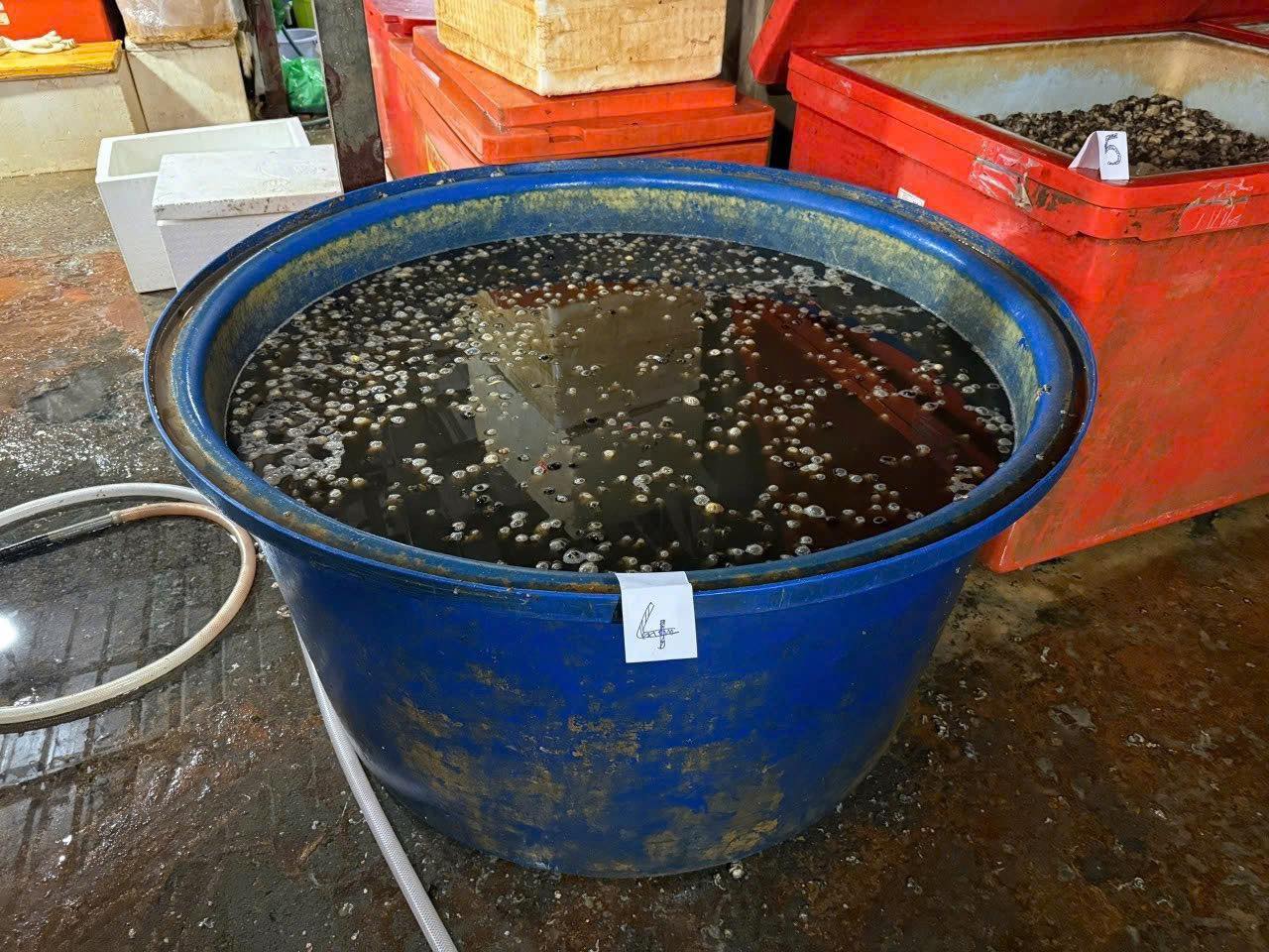 R&ugrave;ng m&igrave;nh ph&aacute;t hiện Cơ sở ng&acirc;m 3 . 000 Tấn thịt ốc bươu bằng h&oacute;a chất độc hại ở TP . HCM - Ảnh 3.