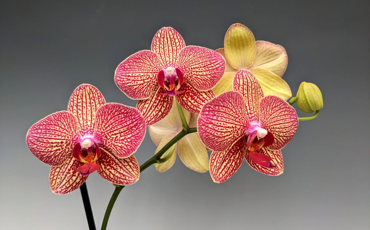 8f2a9f8c-ea23-412a-9285-d7524d9f88b9phalaenopsis-1769413362557293341708-1769499454913-17694994553021819354405.jpeg