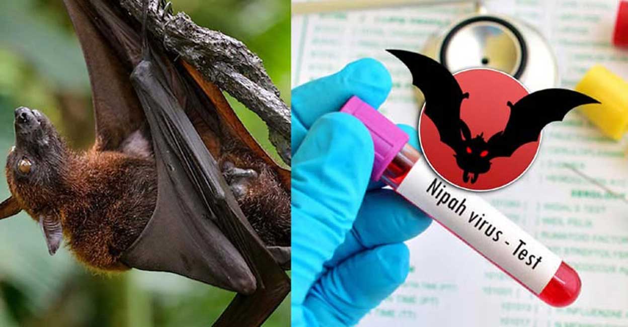 Virus Nipah c&oacute; khả năng trở th&agrave;nh đại dịch kh&ocirc;ng? Chuy&ecirc;n gia nhận định đường l&acirc;y v&agrave; khả năng xuất hiện tại Việt Nam - Ảnh 4.