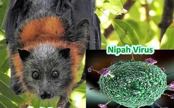 Bệnh do virus Nipah đang b&ugrave;ng ph&aacute;t tại trở lại, tỷ lệ tử vong tr&ecirc;n 40%, Bộ Y tế khuyến c&aacute;o người d&acirc;n thực hiện 5 biện ph&aacute;p ph&ograve;ng bệnh - Ảnh 2.