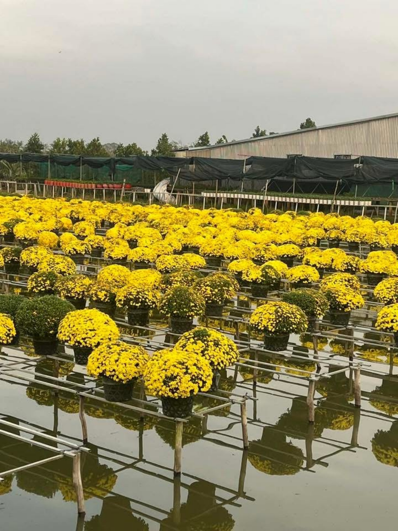 Ấm l&ograve;ng ng&agrave;y gi&aacute;p Tết: Người d&acirc;n TP.HCM chung tay giải cứu từng chậu c&uacute;c m&acirc;m x&ocirc;i, gi&uacute;p b&agrave; con n&ocirc;ng d&acirc;n miền T&acirc;y vơi bớt nỗi lo mất m&ugrave;a- Ảnh 3.