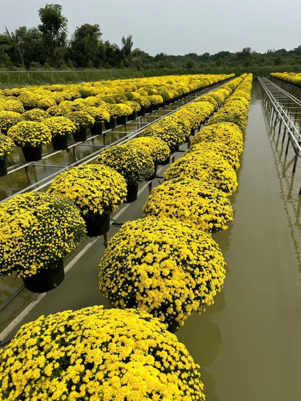 Ấm l&ograve;ng ng&agrave;y gi&aacute;p Tết: Người d&acirc;n TP.HCM chung tay giải cứu từng chậu c&uacute;c m&acirc;m x&ocirc;i, gi&uacute;p b&agrave; con n&ocirc;ng d&acirc;n miền T&acirc;y vơi bớt nỗi lo mất m&ugrave;a- Ảnh 2.