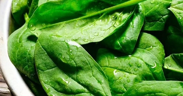 Tưởng chỉ l&agrave; rau ăn k&egrave;m, ai ngờ đậu cove lại chứa lượng canxi gấp đ&ocirc;i đậu n&agrave;nh v&agrave; gấp tới 7 lần thịt g&agrave; - Ảnh 3.