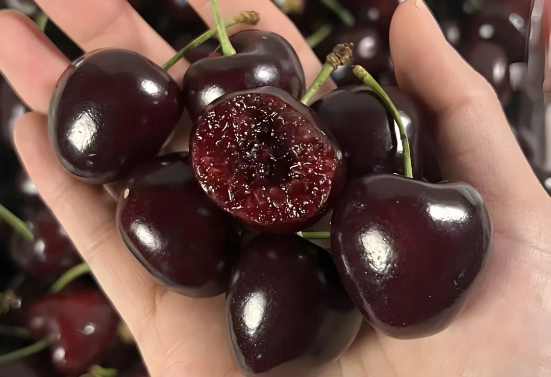 Chọn mua cherry ngon đ&oacute;n Tết 2026: Phương ph&aacute;p 4 H&igrave;nh thức v&agrave; 1 m&ugrave;i hương - Ảnh 6.