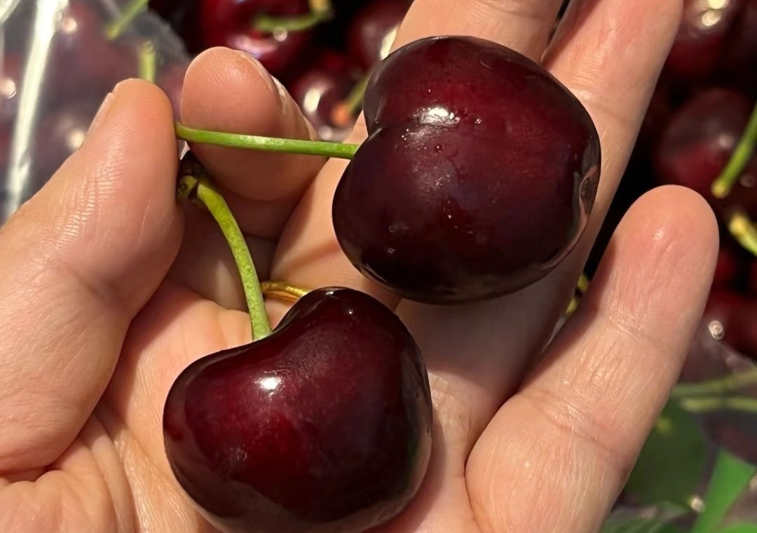 Chọn mua cherry ngon đ&oacute;n Tết 2026: Phương ph&aacute;p 4 H&igrave;nh thức v&agrave; 1 m&ugrave;i hương - Ảnh 3.