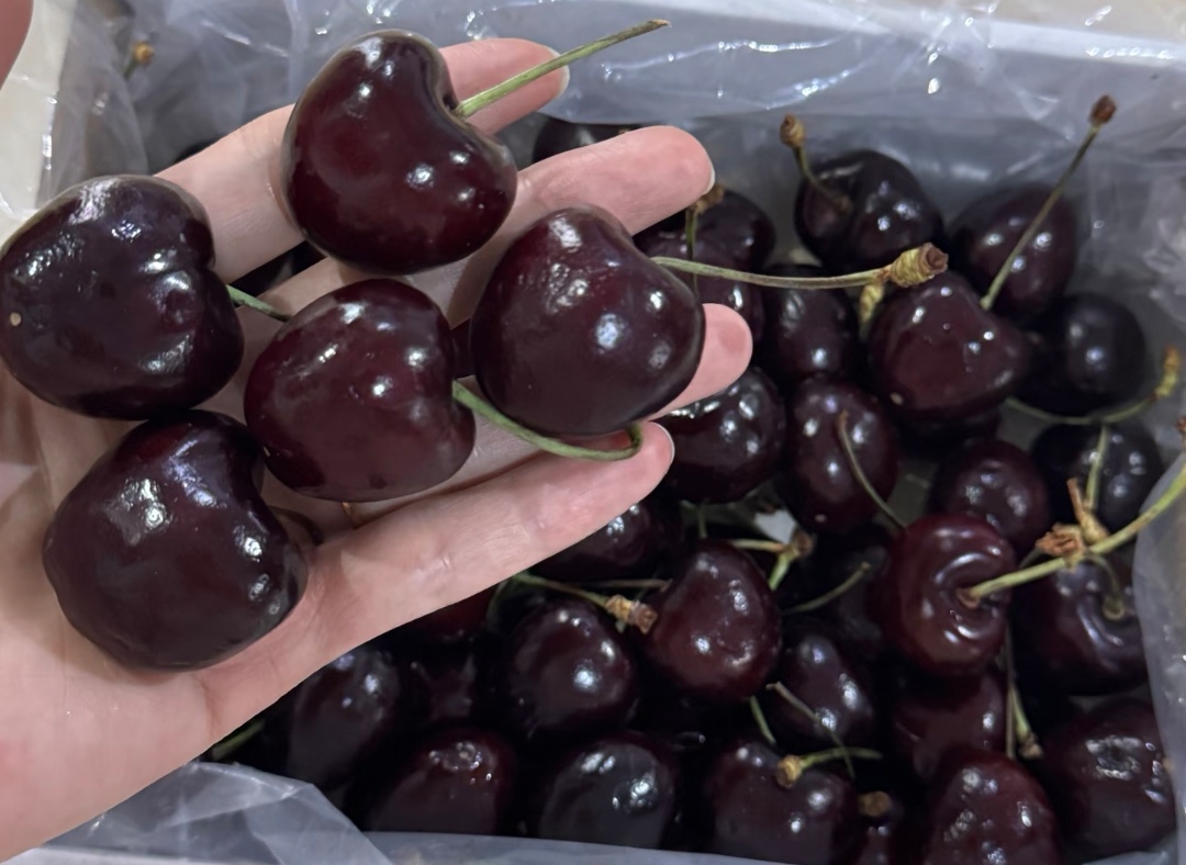Chọn mua cherry ngon đ&oacute;n Tết 2026: Phương ph&aacute;p 4 H&igrave;nh thức v&agrave; 1 m&ugrave;i hương - Ảnh 2.