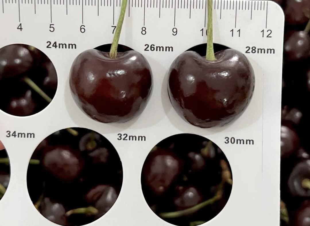 Chọn mua cherry ngon đ&oacute;n Tết 2026: Phương ph&aacute;p 4 H&igrave;nh thức v&agrave; 1 m&ugrave;i hương - Ảnh 5.