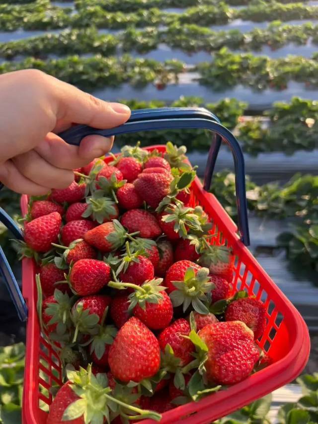 Tại sao d&acirc;u t&acirc;y ở si&ecirc;u thị c&oacute; thể giữ tươi l&acirc;u m&agrave; kh&ocirc;ng bị thối, trong khi d&acirc;u t&acirc;y bạn tự h&aacute;i lại bị mốc chỉ sau 2 ng&agrave;y? - Ảnh 4.