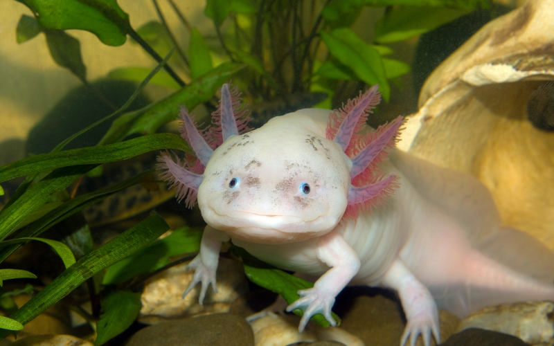 C&ograve; mỏ gi&agrave;y v&agrave; 4 sinh vật kỳ lạ đến từ thế giới tự nhi&ecirc;n đầy m&agrave;u sắc - Ảnh 9.