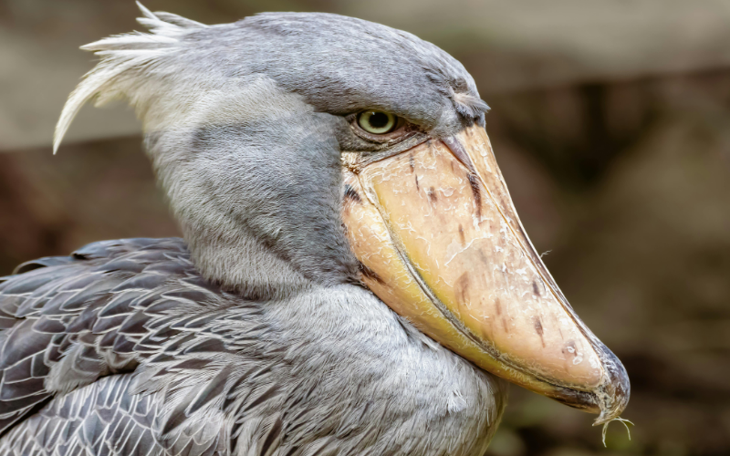 C&ograve; mỏ gi&agrave;y v&agrave; 4 sinh vật kỳ lạ đến từ thế giới tự nhi&ecirc;n đầy m&agrave;u sắc - Ảnh 2.
