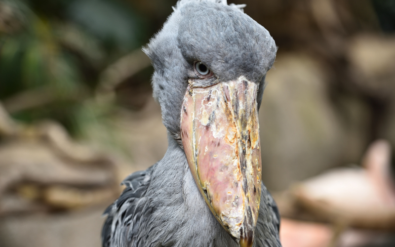 C&ograve; mỏ gi&agrave;y v&agrave; 4 sinh vật kỳ lạ đến từ thế giới tự nhi&ecirc;n đầy m&agrave;u sắc - Ảnh 1.