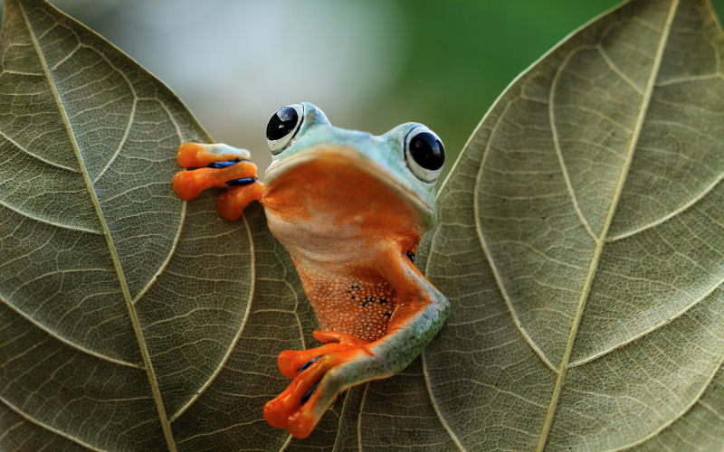 C&ograve; mỏ gi&agrave;y v&agrave; 4 sinh vật kỳ lạ đến từ thế giới tự nhi&ecirc;n đầy m&agrave;u sắc - Ảnh 13.