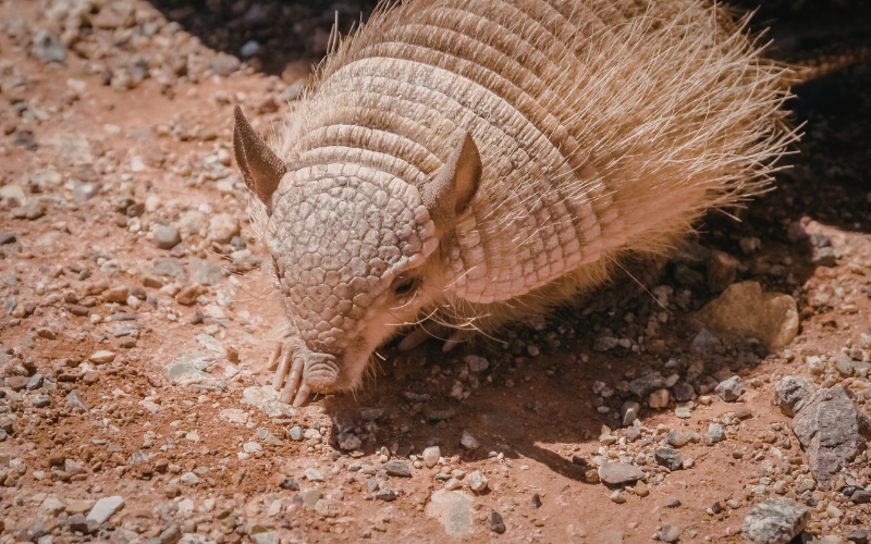 C&ograve; mỏ gi&agrave;y v&agrave; 4 sinh vật kỳ lạ đến từ thế giới tự nhi&ecirc;n đầy m&agrave;u sắc - Ảnh 5.