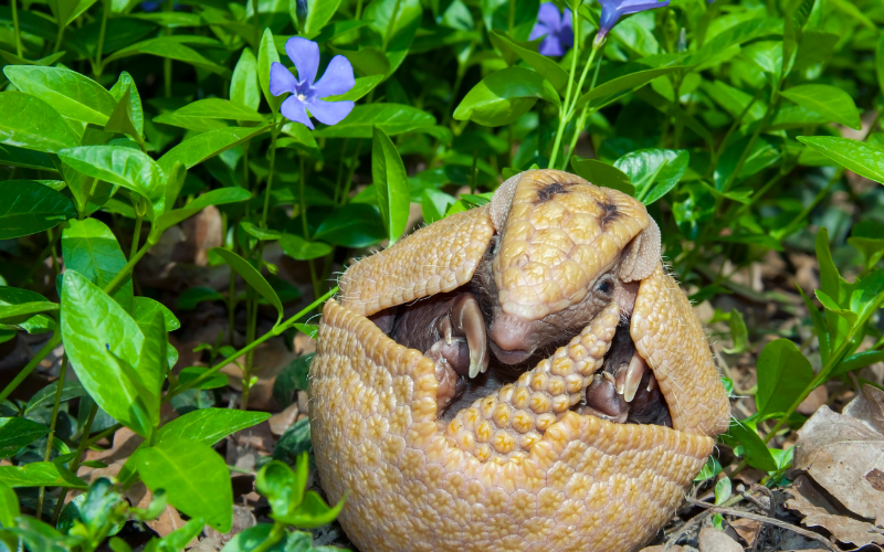 C&ograve; mỏ gi&agrave;y v&agrave; 4 sinh vật kỳ lạ đến từ thế giới tự nhi&ecirc;n đầy m&agrave;u sắc - Ảnh 7.