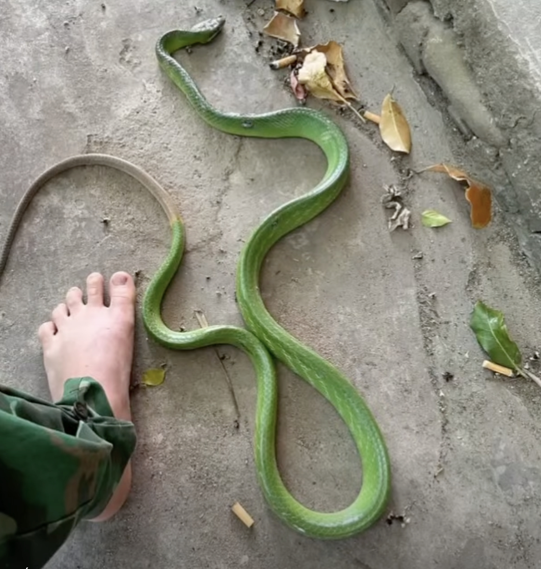 Khoảnh khắc sinh tử: Mẹ lao v&agrave;o cứu con khỏi rắn độc tr&ecirc;n v&otilde;ng - Ảnh 1.