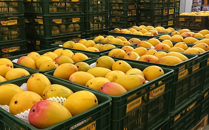 Loại quả của Việt Nam khiến cựu Đại sứ Hoa Kỳ phải khen ngợi 'ngon nhất thế giới': Trung Quốc cực ưa chuộng, diện tích trồng hơn 110.000 ha - Ảnh 1.