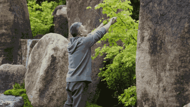 300m² đất thuê, 30 năm chỉ trồng 2 loại cây: Một bài toán “giữ tiền” ngược đời của đôi vợ chồng trung niên- Ảnh 9. 300m² đất thuê, 30 năm chỉ trồng 2 loại cây: Một bài toán “giữ tiền” ngược đời của đôi vợ chồng trung niên- Ảnh 9.