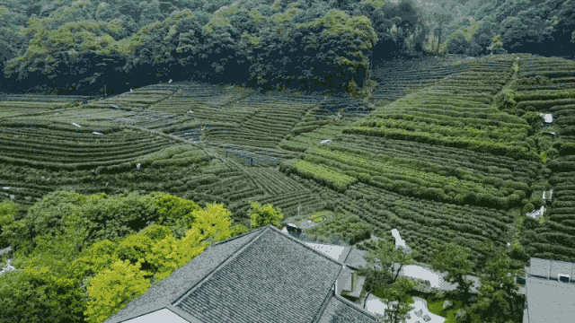 300m² đất thuê, 30 năm chỉ trồng 2 loại cây: Một bài toán “giữ tiền” ngược đời của đôi vợ chồng trung niên- Ảnh 5. 300m² đất thuê, 30 năm chỉ trồng 2 loại cây: Một bài toán “giữ tiền” ngược đời của đôi vợ chồng trung niên- Ảnh 5.