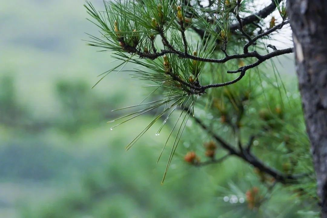 300m² đất thuê, 30 năm chỉ trồng 2 loại cây: Một bài toán “giữ tiền” ngược đời của đôi vợ chồng trung niên- Ảnh 8. 300m² đất thuê, 30 năm chỉ trồng 2 loại cây: Một bài toán “giữ tiền” ngược đời của đôi vợ chồng trung niên- Ảnh 8.