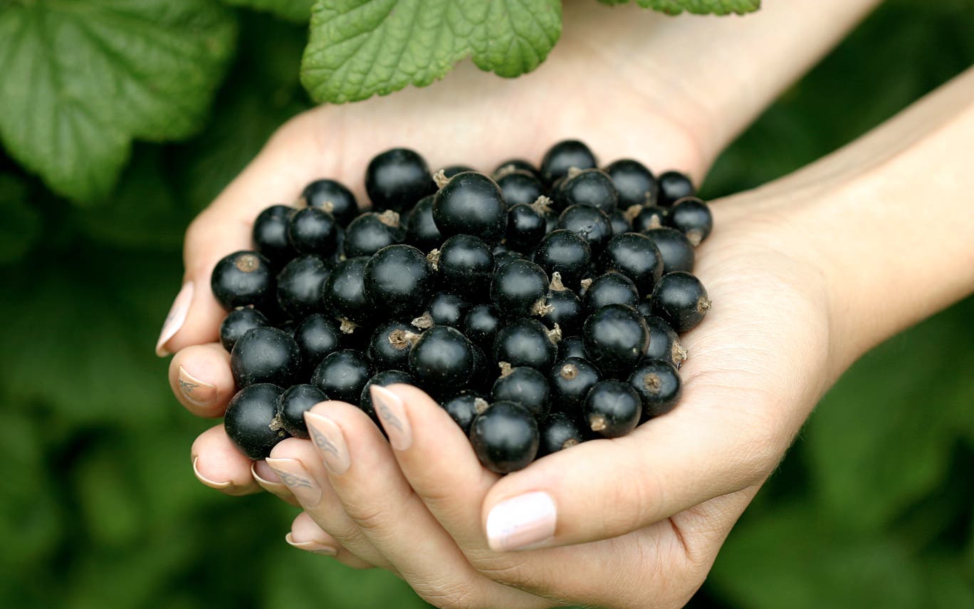 Ngon đến mấy cũng n&ecirc;n dừng: 5 loại bữa s&aacute;ng c&oacute; thể l&agrave;m tăng nguy cơ ung thư m&agrave; nhiều người vẫn ăn hằng ng&agrave;y - Ảnh 2.