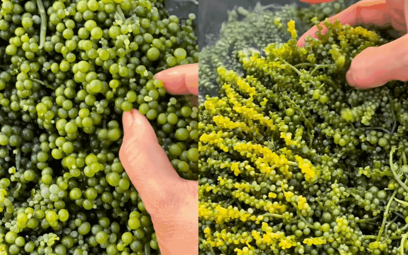 Kh&aacute;m ph&aacute; Nghề nhặt ngọc rong nho Tại kh&aacute;nh h&ograve;a: Đặc sản biển tuyệt vời - Ảnh 2.