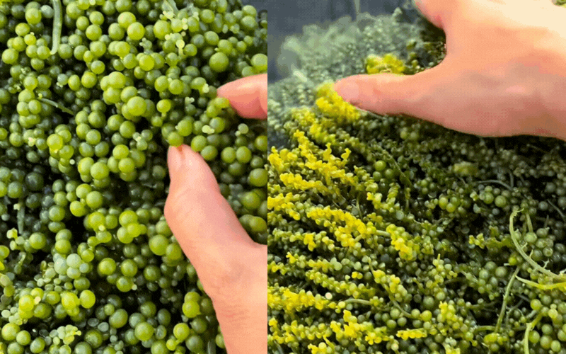 Kh&aacute;m ph&aacute; Nghề nhặt ngọc rong nho Tại kh&aacute;nh h&ograve;a: Đặc sản biển tuyệt vời - Ảnh 1.