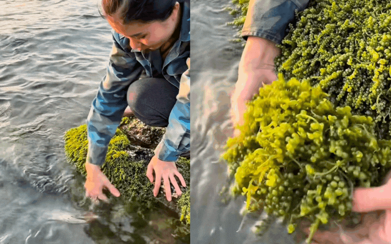 Kh&aacute;m ph&aacute; Nghề nhặt ngọc rong nho Tại kh&aacute;nh h&ograve;a: Đặc sản biển tuyệt vời - Ảnh 3.