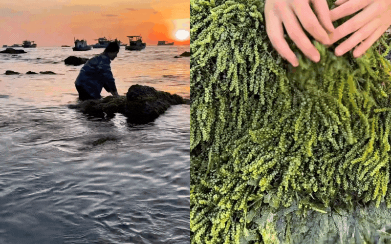 Kh&aacute;m ph&aacute; Nghề nhặt ngọc rong nho Tại kh&aacute;nh h&ograve;a: Đặc sản biển tuyệt vời - Ảnh 5.