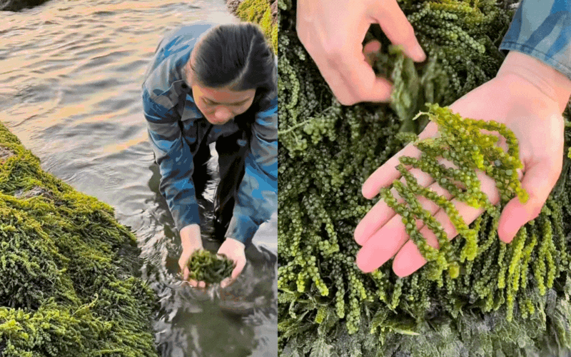 Kh&aacute;m ph&aacute; Nghề nhặt ngọc rong nho Tại kh&aacute;nh h&ograve;a: Đặc sản biển tuyệt vời - Ảnh 7.