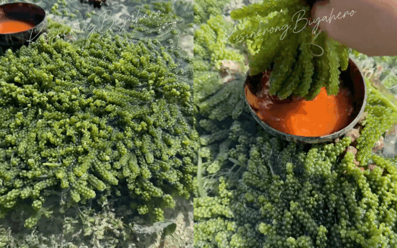 Kh&aacute;m ph&aacute; Nghề nhặt ngọc rong nho Tại kh&aacute;nh h&ograve;a: Đặc sản biển tuyệt vời - Ảnh 8.