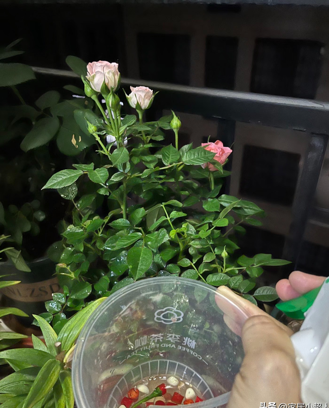 5 mẹo trồng cây được chia sẻ rầm rộ trên mạng: Có cách gần như không tốn tiền nhưng cây vẫn xanh tốt - Ảnh 7.