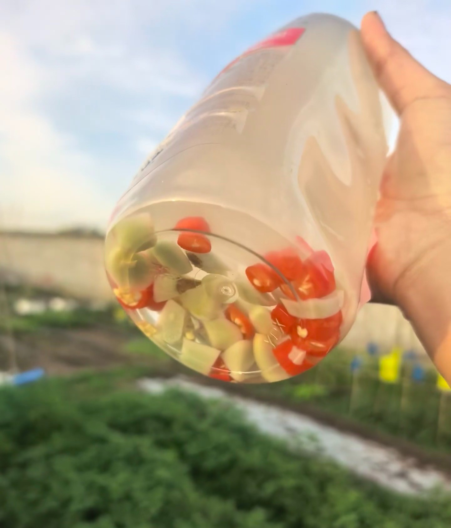 5 mẹo trồng cây được chia sẻ rầm rộ trên mạng: Có cách gần như không tốn tiền nhưng cây vẫn xanh tốt - Ảnh 6.