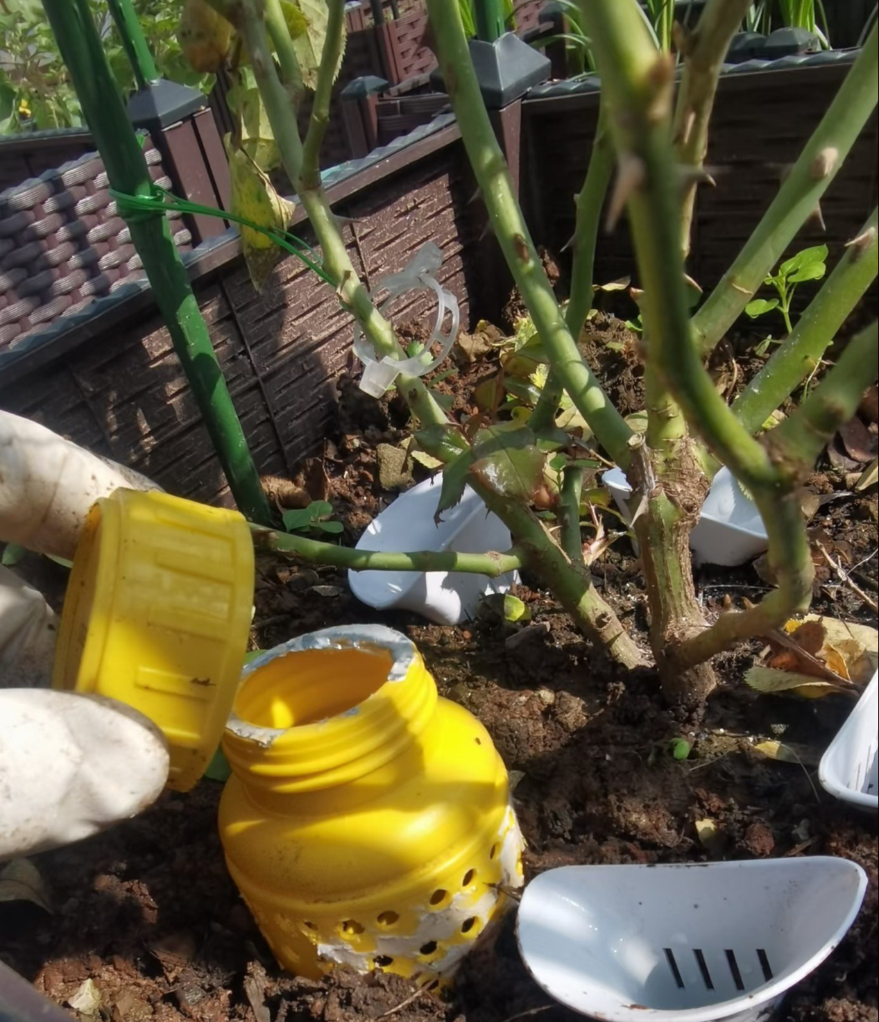 5 mẹo trồng cây được chia sẻ rầm rộ trên mạng: Có cách gần như không tốn tiền nhưng cây vẫn xanh tốt - Ảnh 5.