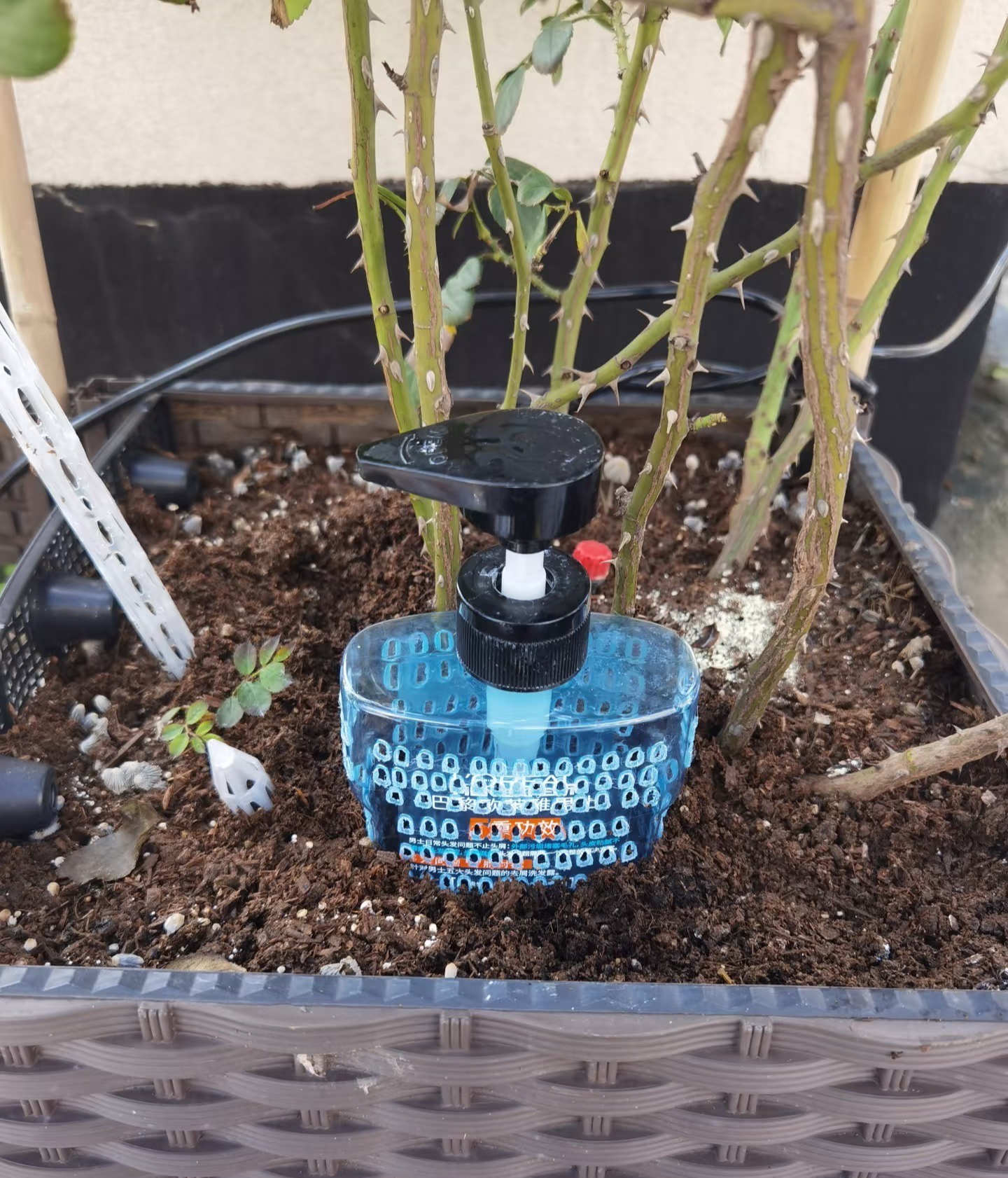 5 mẹo trồng cây được chia sẻ rầm rộ trên mạng: Có cách gần như không tốn tiền nhưng cây vẫn xanh tốt - Ảnh 4.