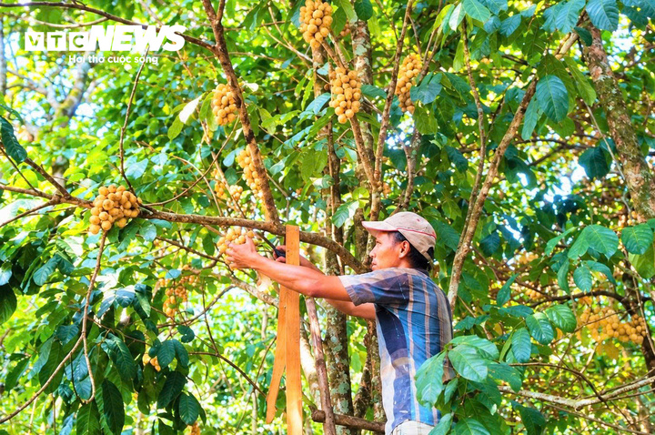 Đặc sản l&ograve;n bon vụ thu hoạch 2026 mang lại thu nhập cao cho n&ocirc;ng d&acirc;n xứ Ti&ecirc;n - Ảnh 3.