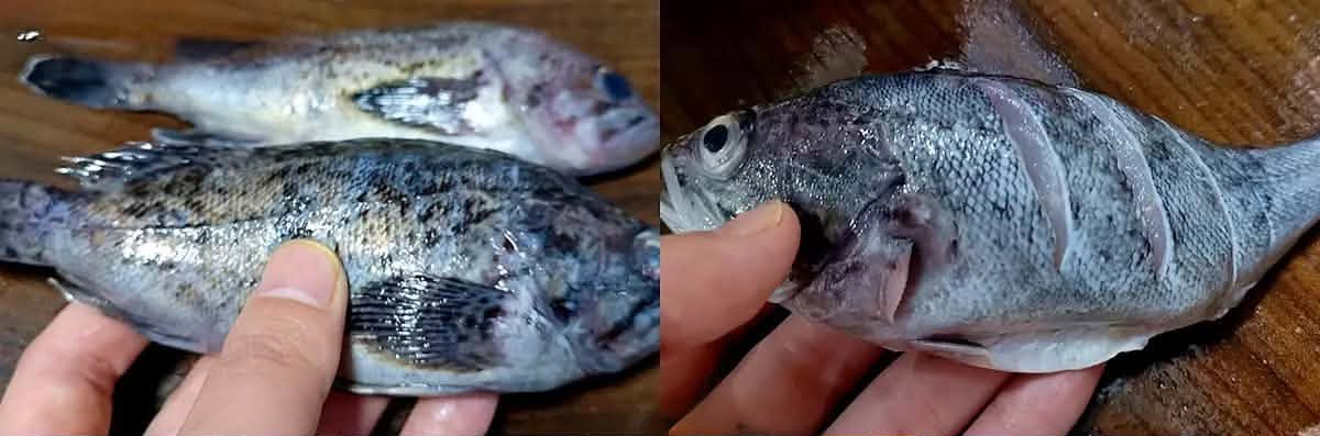 M&ugrave;a n&agrave;y h&atilde;y ăn 3 lọai c&aacute; thịt chắc, thơm ngon v&agrave; &iacute;t xương cho bữa cơm th&ecirc;m hấp dẫn - Ảnh 3.